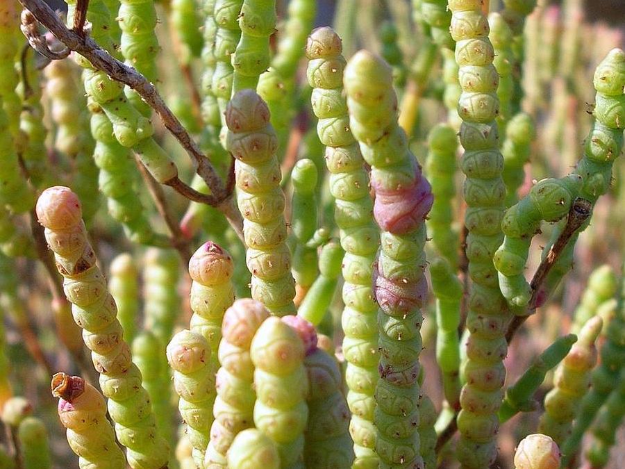 Salicornia sp. da identificare